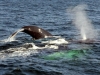 whale-watch2